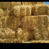 کاه برنج درو شده با دست