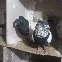 کفتر|پرنده|مشکین‌دشت, |دیوار