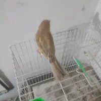 قناری ماده آماده معاوضه با سره ماده