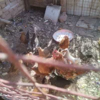 10 عدد جوجه مرغ|حیوانات مزرعه|پاکدشت, پارچین|دیوار