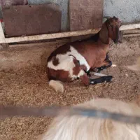 بز ابستن|حیوانات مزرعه|بندر گناوه, |دیوار