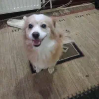 سگ با نژاد اشپیتز پامر ۲۵۰۰۰۰۰