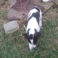 توله سگ پا کوتا|سگ|اسالم, |دیوار