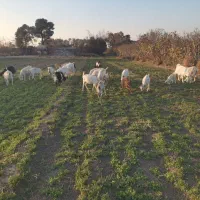 شیربز و لبنیات بز|خوردنی و آشامیدنی|ری, شهرری|دیوار