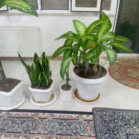 گل های زیبا و خانگی