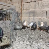 کفتر|پرنده|ماهان, |دیوار