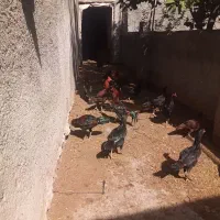 مرغ خروس  سیاه مشکی محلی خوماله