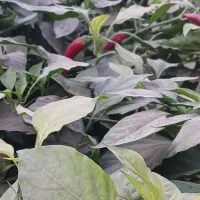 فلفل سبز تند