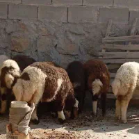 6عدد بره که 3تاماده 3تانر میباشد کیلو330