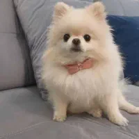 نگهداری اختصاصی از سگ ماده