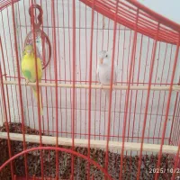 یک جفت مرغ عشق جوان سالم سرحال ۳۰۰ دونه ی۱۵۰|پرنده|قم, شهر قائم|دیوار