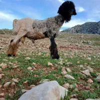 شیشک قوچ روزگاری