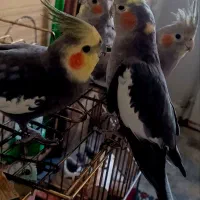 عروس هلندی.تخم گذار|پرنده|تبریز, |دیوار