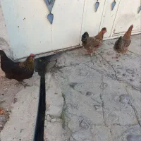 مرغ تخم گذار