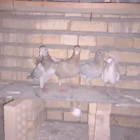 کبوتر آلمانی