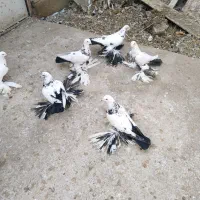 کبوتر کومر گویروخ ایاخلی