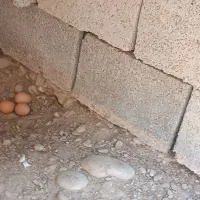 تخم مرغ نطفه دار شاخدار