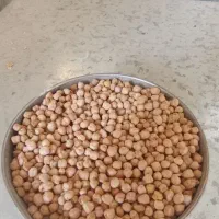 نخود بهاره زود پز و درشت