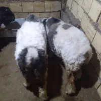 دوتا بره ماده ذات دار هیکلی درشت|حیوانات مزرعه|مسجد سلیمان, |دیوار