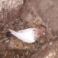 کبوتر یهودی و سینه