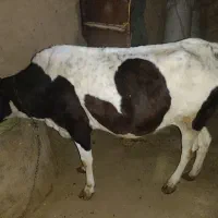 گاو آبستن