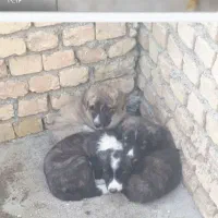 پت های فروشی|سگ|مشهد, فاطمیه|دیوار