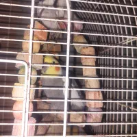 عروس هلندی سخنگو