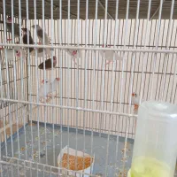 فنچ نرگسی|پرنده|کرج, کیانمهر|دیوار