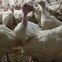 بوقلمون گوشتی