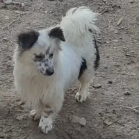 سگ خوشکل بی لیاقت