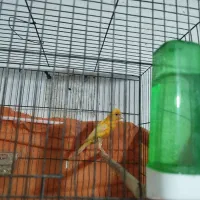 قناری یسرپرتقالی نرمست مست