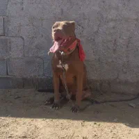 نر و ماده پیت بول