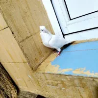 کبوتر سفید ماده|پرنده|چرداول, |دیوار