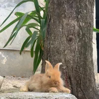 خرگوش نیم لوپ نر و ماده