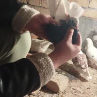 کفتر یا کبوتر|حیوانات|قم, ولیعصر|دیوار