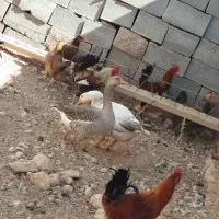 غاز دونه ی تمن ادرسم پرکدونه خاستیت بگید|حیوانات مزرعه|یاسوج, |دیوار