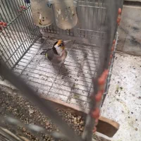 درود سه تا سهره