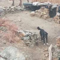 یک جفت سگ مناسب گله نگهبانی