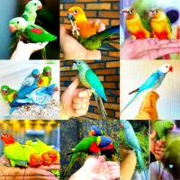 مرکز شاه طوطی برزیلی لوری گرین راهب ملنگو خورشیدی