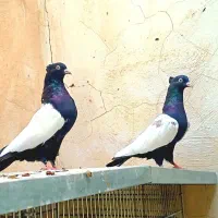 کبوتر سینه ای زرد سینه سیاه سینه سرخ دمبی|پرنده|قم, امامزاده ابراهیم|دیوار