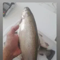 ماهی قزل آلا تازه 365000 حراج شد|خوردنی و آشامیدنی|دهلران, |دیوار