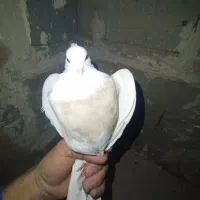 طوقی|پرنده|لردگان, |دیوار