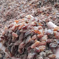 گله آفتابی کشمش