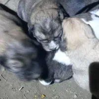 توله سگ ژرمن