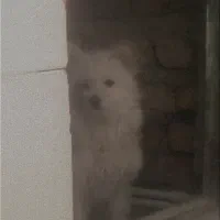 سگ شیتزو|سگ|کرمان, |دیوار