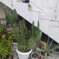 گلهای زیبا به قیمت  مناسب