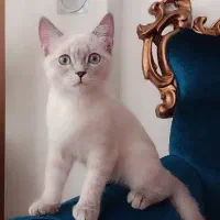 گربه میکس بریتیش سیامی.|گربه|بیرجند, |دیوار