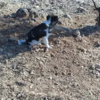 سگ گله ای|سگ|اسلامآباد غرب, |دیوار