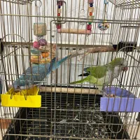 طوطی راهب سبز و آبی تازه دونخور
