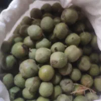 گردو سبز بوانات